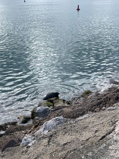 Seal-spotting at Brixham Breakwater