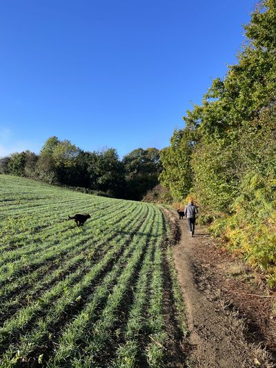 Great Britain's Wood, Sevenoaks