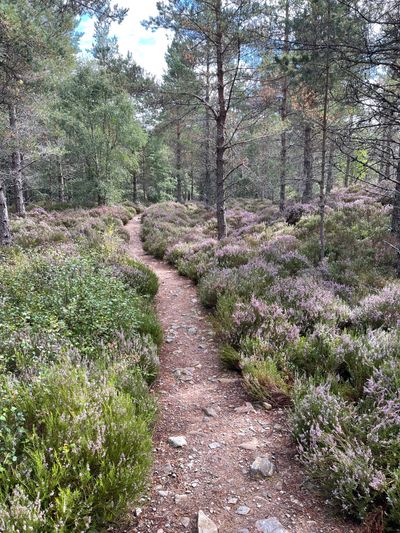 Heather lined pathways as you circle back to the car park