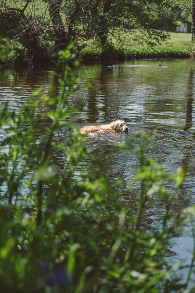 Bess enjoying some wild swimming in the River Teign