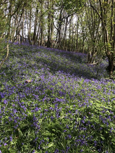 Bluebells at Underriver in Spring