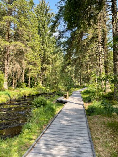 The riverside boardwalk at the beginning of the trail