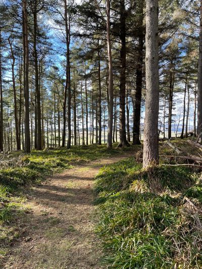 Following the woodland path