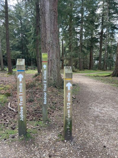 Trails at Bolderwood are well signposted with coloured markers along each route. Our route follows the red Radnor Trail