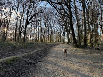 Ludo at Abbot's Wood