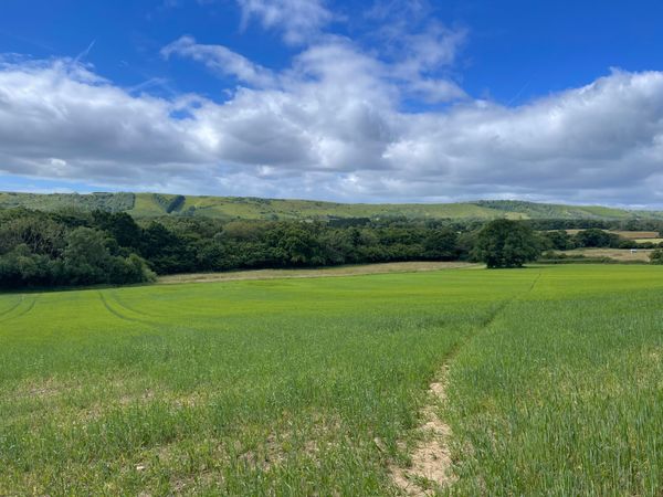 Queen Victoria’s Golden Jubilee Plantation, Ditchling