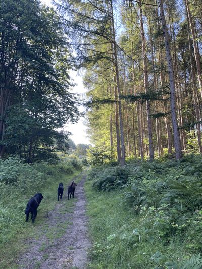 Great Britain's Wood, Sevenoaks