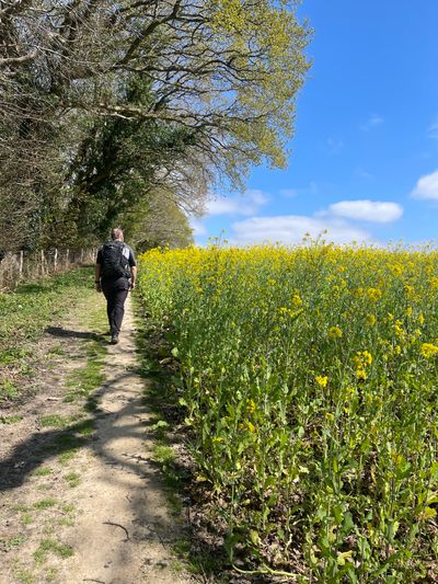 Rapeseed fields near Warting