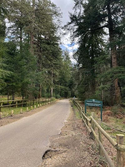 The route crosses the Bolderwood Arboretum Ornamental Drive just by the car park
