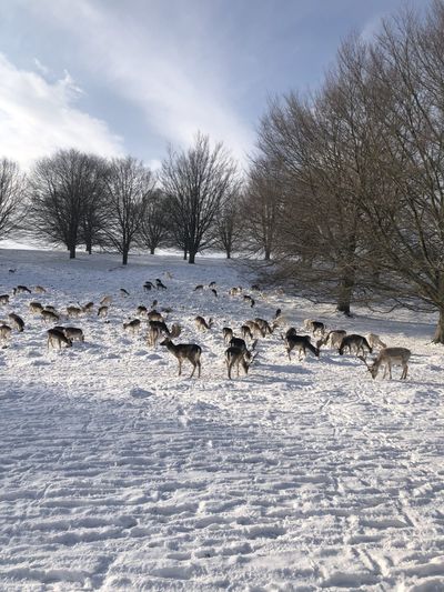 Deer at Knole Park