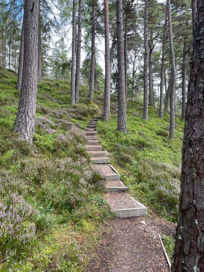 Gentle steps up through the woods