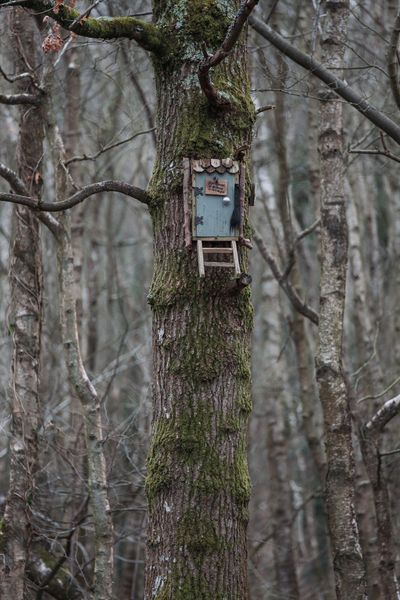 Owl's House