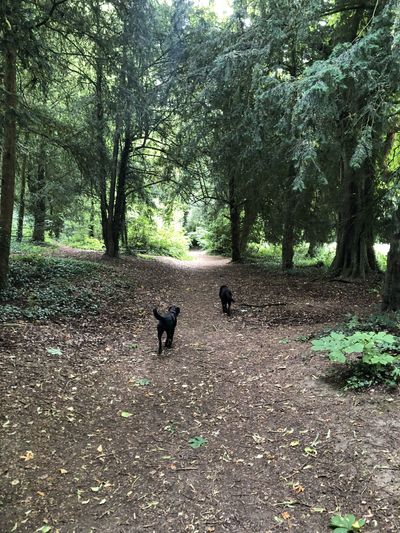 Woodland at Cirencester Park