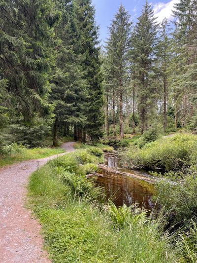 River Severn at Hafren Forest