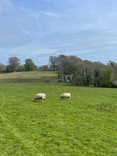 A view to the Winchelsea New Gate from Wickham Manor Farm