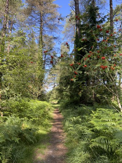 Ashurst Wood, New Forest