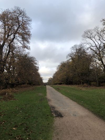 Chestnut Walk at Knole Park